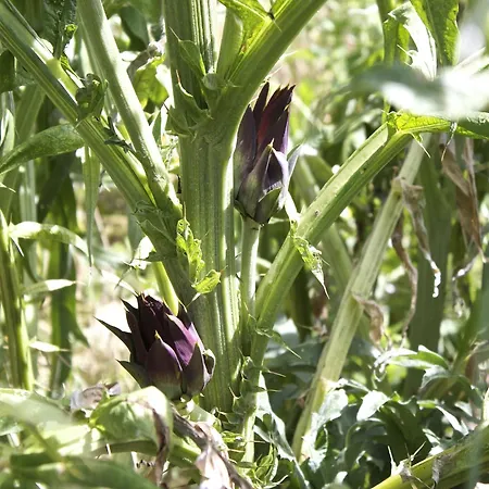 Apartment Rural Retreat In