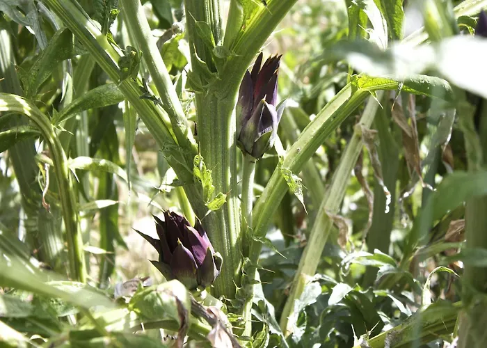 Apartmán Rural Retreat In